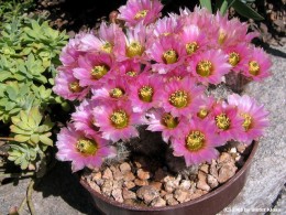 Echinocereus reichenbachii Form   